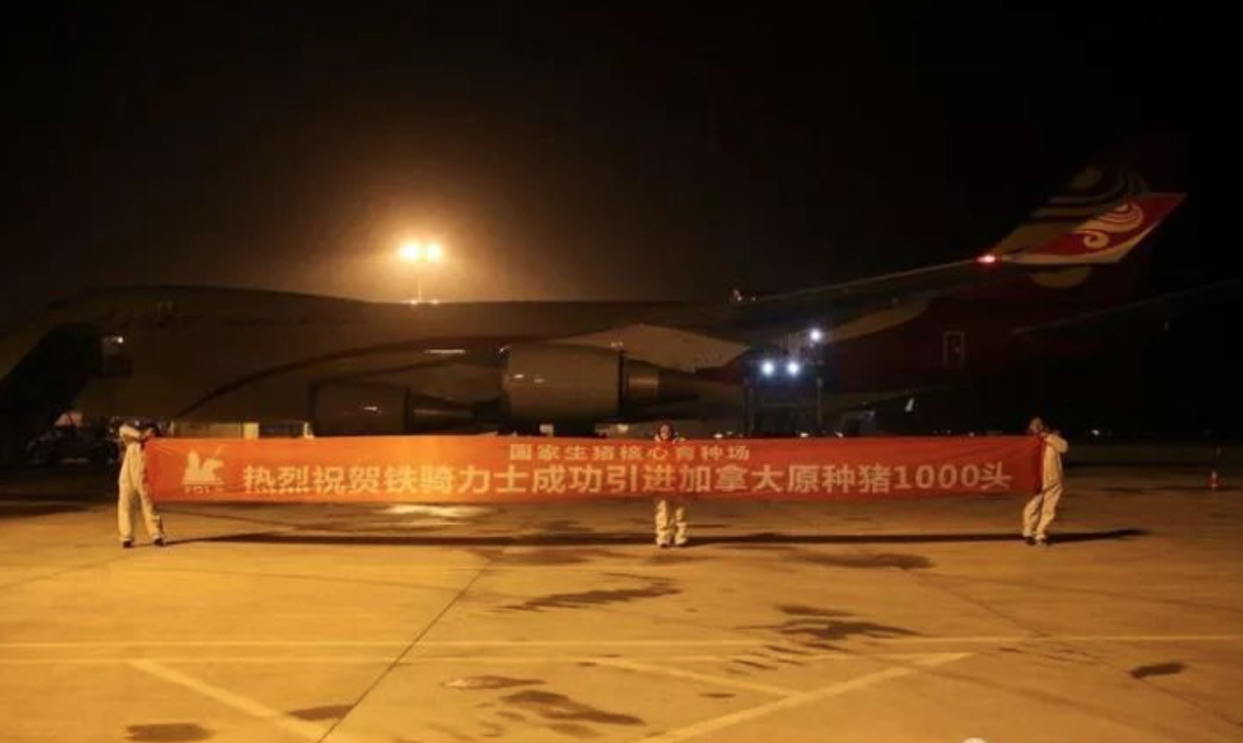 鐵騎力(li)士成(cheng)功引進(jin)加(jia)拿(ná)大(da)原種豬1000頭