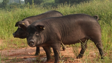 【四川新(xin)聞】“川藏黑豬”成(cheng)功轉讓 打造(zao)轉型标杆