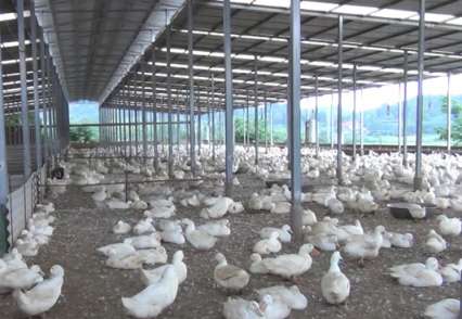 永不滿足的(de)養鴨大(da)王