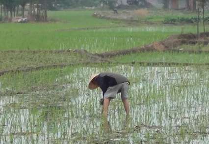 旱養模式(shi)托起緻富(fu)夢